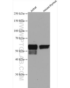 RUNX1 (middle) Polyclonal antibody proteintech 25315-1-AP