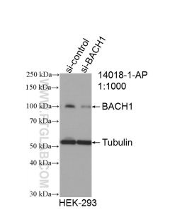 BACH1 Polyclonal antibody proteintech 14018-1-AP