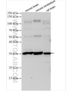 BDNF Polyclonal antibody proteintech 25699-1-AP
