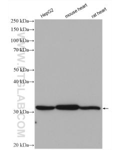 HADH Polyclonal antibody proteintech 19828-1-AP