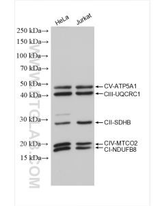 ATP5A1 Polyclonal antibody proteintech 14676-1-AP