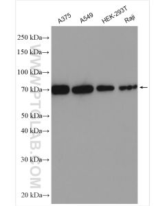 LAMP3 Polyclonal antibody proteintech 12632-1-AP
