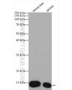 FABP1 Polyclonal antibody proteintech 13626-1-AP