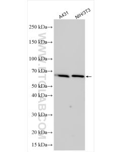 TOM1L2 Polyclonal antibody proteintech 32179-1-AP