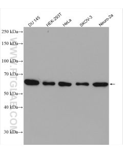 USP14 Polyclonal antibody proteintech 14517-1-AP