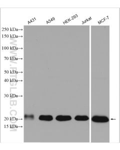 NRAS Polyclonal antibody proteintech 10724-1-AP