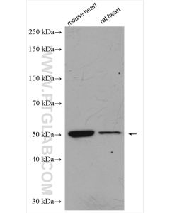 BMP4 Polyclonal antibody proteintech 12492-1-AP