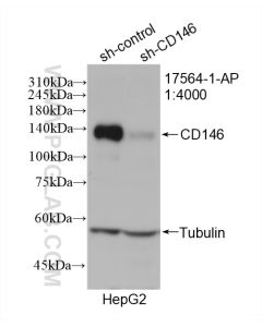 CD146/MCAM Polyclonal antibody proteintech 17564-1-AP