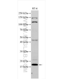DNLZ Polyclonal antibody proteintech 31844-1-AP