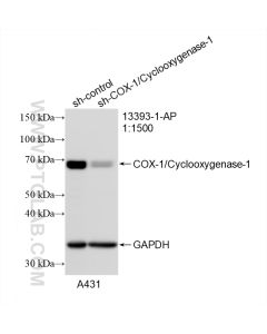 COX-1/Cyclooxygenase-1 Polyclonal antibody proteintech 13393-1-AP