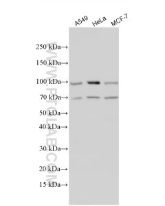 ATF6 Polyclonal antibody proteintech 24169-1-AP
