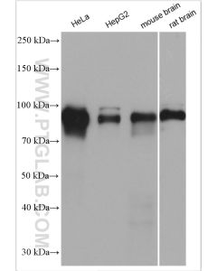 Glucocorticoid receptor Polyclonal antibody proteintech 24050-1-AP