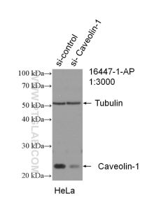 Caveolin-1 Polyclonal antibody proteintech 16447-1-AP