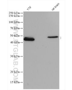 PAX6 Polyclonal antibody proteintech 12323-1-AP