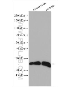 RHOB Polyclonal antibody proteintech 14326-1-AP