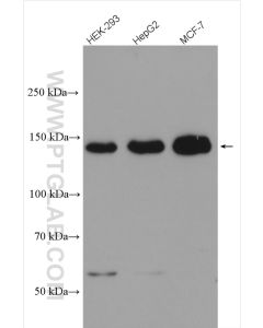 PERK/EIF2AK3 Polyclonal antibody proteintech 20582-1-AP