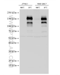 F4/80 Polyclonal antibody proteintech 28463-1-AP