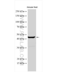 ND2 Polyclonal antibody proteintech 19704-1-AP