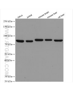 AFG3L2 Polyclonal antibody proteintech 14631-1-AP
