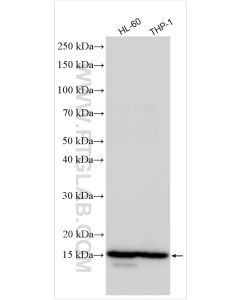 VAMP8 Polyclonal antibody proteintech 15546-1-AP