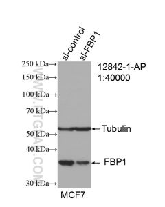 FBP1 Polyclonal antibody proteintech 12842-1-AP