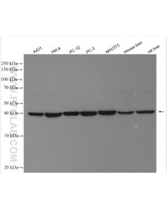 PGK1 Polyclonal antibody proteintech 17811-1-AP