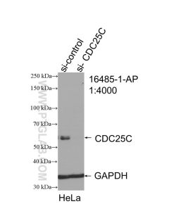 CDC25C Polyclonal antibody proteintech 16485-1-AP