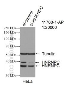 HNRNPC Polyclonal antibody proteintech 11760-1-AP
