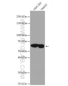 Importin Alpha 5 Polyclonal antibody proteintech 18137-1-AP
