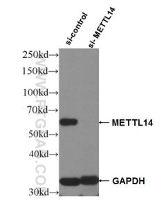 METTL14 Polyclonal antibody proteintech 26158-1-AP