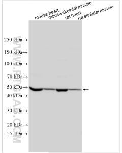 MYOD1 Polyclonal antibody proteintech 18943-1-AP