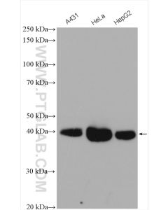 FSTL1 Polyclonal antibody proteintech 20182-1-AP