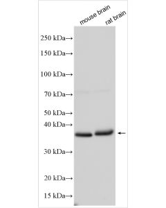 Nanog Polyclonal antibody proteintech 14295-1-AP