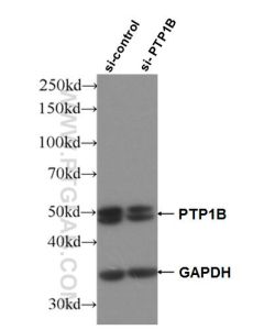 PTPN1/PTP1B Polyclonal antibody proteintech 11334-1-AP