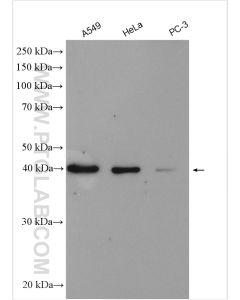 hIST1 Polyclonal antibody proteintech 51002-1-AP