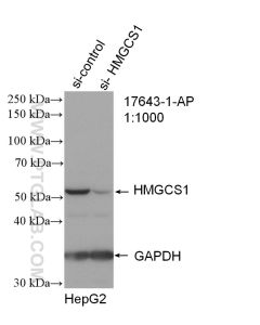 HMGCS1 Polyclonal antibody proteintech 17643-1-AP