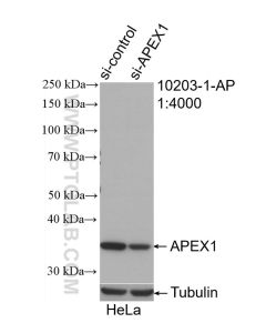 APEX1 Polyclonal antibody proteintech 10203-1-AP