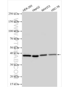 TOMM40 Polyclonal antibody proteintech 18409-1-AP