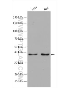 AIM2 Polyclonal antibody proteintech 20590-1-AP