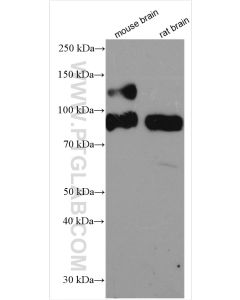 TrkB Polyclonal antibody proteintech 13129-1-AP