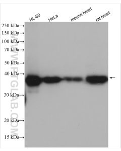 CAPG Polyclonal antibody proteintech 10194-1-AP
