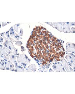 INS Polyclonal antibody proteintech 15848-1-AP