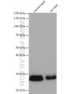 NDUFV2 Polyclonal antibody proteintech 15301-1-AP