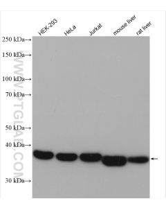 ALDOA Polyclonal antibody proteintech 11217-1-AP