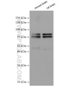 DDX17 Polyclonal antibody proteintech 19910-1-AP