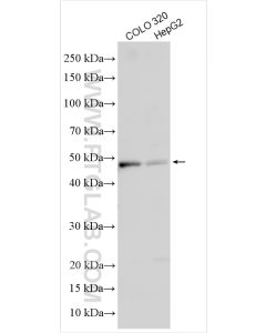 Biglycan Polyclonal antibody proteintech 16409-1-AP
