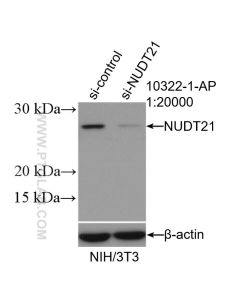 NUDT21 Polyclonal antibody proteintech 10322-1-AP