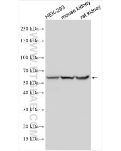 IRF7 Polyclonal antibody proteintech 22392-1-AP