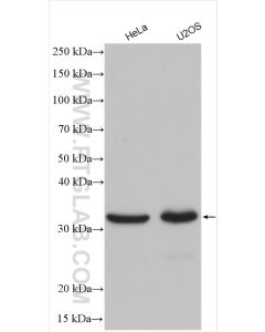 RNASEH1 Polyclonal antibody proteintech 15606-1-AP