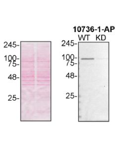 VCP Polyclonal antibody proteintech 10736-1-AP